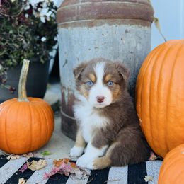 Girl 4 - Red tri-color female Australian Shepherd puppy in Marion, Indiana from Sweetser Shepherds