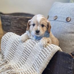 Meet Mason :) - Apricot male Cavapoo puppy in Centerville, Iowa from Barnyard Dachshunds, Dals & Doodles