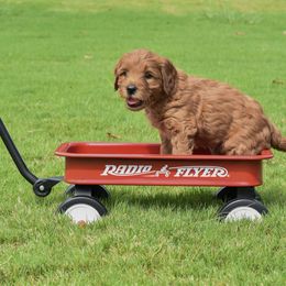 Goldendoodle Puppies from OodlesODoodles
