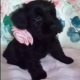 Black girl - Black female Miniature Schnauzer puppy in Kannapolis, North Carolina from Schnauzer Affinity