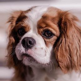 Cavalier King Charles Spaniels from Cane Creek Cavaliers