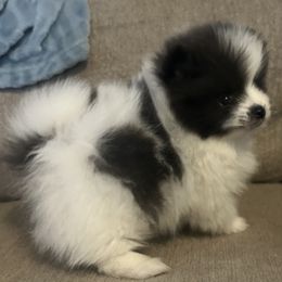 Chase - Blue parti male Pomeranian puppy in Orange Grove, Texas from Davis Poms