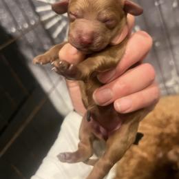 Girly - Red  female Goldendoodle puppy in Shingle Springs, California from Creamy Retrievers