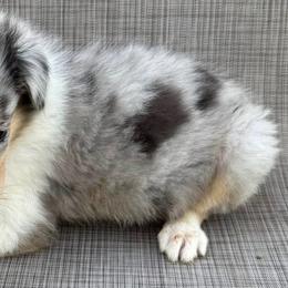 Izzy - Blue merle female Collie puppy in Yukon, Oklahoma from ColliesOklahoma