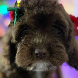 Cavapoos and Goldendoodles from Silver Hill Farm
