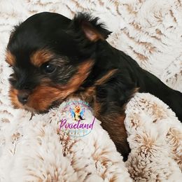 Yorkshire Terrier Puppies from Pixieland Yorkshire Terriers
