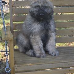 AKC Maverick - Fawn male Bouvier des Flandres puppy in Marionville, Missouri from Sandbox Puppies