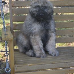 AKC Maverick - Fawn male Bouvier des Flandres puppy in Marionville, Missouri from Sandbox Puppies