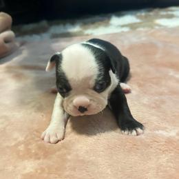 Ruby Girl 2 - Black and white female Boston Terrier puppy in Brookville, Ohio from Best Friend Bostons