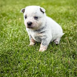 Orange - Blue speckled female Australian Cattle Dog puppy in Spokane, Washington from 4D Cattle Dogs