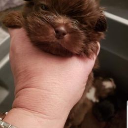 Goldendoodle and Shih Tzu Puppies from Angel Companions Farm