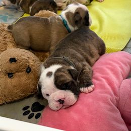 Grey - Fawn brindle and white male Bulldog puppy in Krum, Texas from K & K Little Blessings