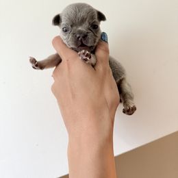 French Bulldog puppies from Noya French bulldogs
