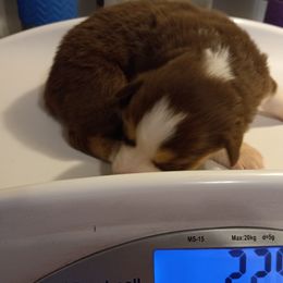 Girl 2 - Australian Shepherd puppy in Belleville, West Virginia from Chasitys Australian Shepherds