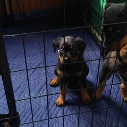 Rottweiler Puppies from Gregory Mulkey's Rottweilers