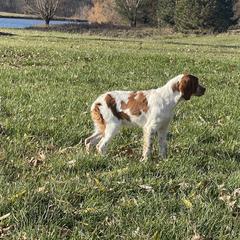Girl 2 - Orange and white French Brittany puppy in Port Byron, Illinois from Bent River Bretons