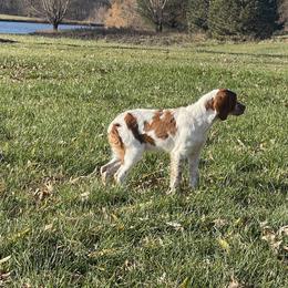 Girl 2 - Orange and white French Brittany puppy in Port Byron, Illinois from Bent River Bretons