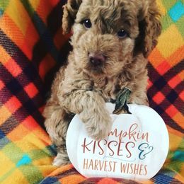 Goldendoodles from Adorable Lovable Mini Doodles
