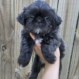 Blueberry (Purple Collar) - Blue female Shih Tzu puppy in Wymore, Nebraska from RVK Bulldogs & Shih-Tzus