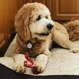 Goldendoodles from Daviegoldendoodles