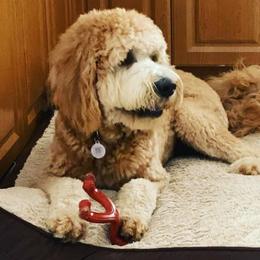 Goldendoodles from Daviegoldendoodles