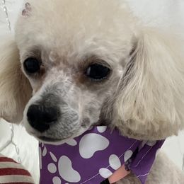 Poodle puppies from Fabi Poodle
