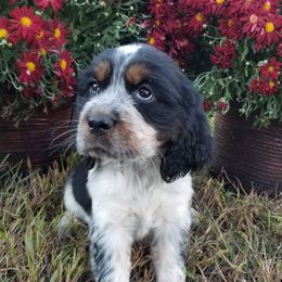 English Springer Spaniel Puppies from Sterling's springer Haven