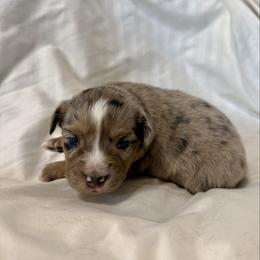 Ranch - Blue merle female Toy Australian Shepherd puppy in Medical Lake, Washington from MAS Gone Rogue