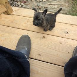 Hunk - Brindle male Cairn Terrier puppy in Shelocta, Pennsylvania from HC4 Homestead Cairn Terriers