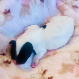 Mercedes - Black and white female Havanese puppy in Hawthorne, Florida from Havanese Acres