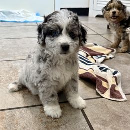 Aussiedoodle Puppies from Navarro Royal Pups