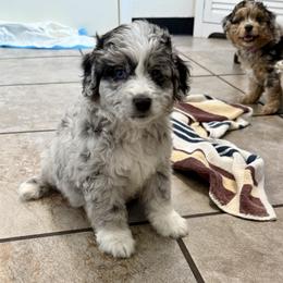 Aussiedoodle Puppies from Navarro Royal Pups