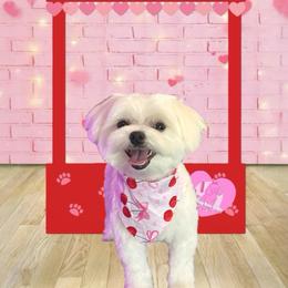 Maltese Puppies from TCBs Glowing Maltese