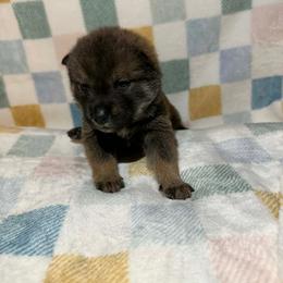 Maemi - Sesame female Shikoku Ken puppy in Charleston, West Virginia from Kiseki No Yama