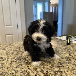 Havanese Puppies from Esplendor Havanese