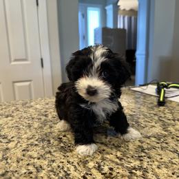 Havanese Puppies from Esplendor Havanese