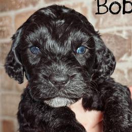 Bobby - Black and chalk male Australian Labradoodle puppy in Decatur, Alabama from Southern Meadows Doodles
