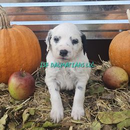 Hua Black longcoat girl - White and black female Dalmatian puppy in Conrath, Wisconsin from JSF Dalmatians LLC