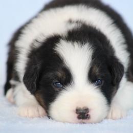 Ruger - Black tri-color male Australian Shepherd puppy in Circleville, Utah from Canyon Creek Aussies