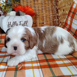 Beckett - Blenheim male Cavalier King Charles Spaniel puppy in Sabetha, Kansas from Apple Blossom Cavaliers