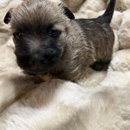 Romeo - Wheaten brindle male Cairn Terrier puppy in Lipan, Texas from Flyin G Cairns