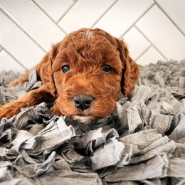 Goldendoodle Puppies from Goldendoodle Utah