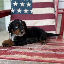 Boy 1 - Black tri Miniature Australian Shepherd puppy in Buchanan, Georgia from Stanleyville Farm Mini Aussies