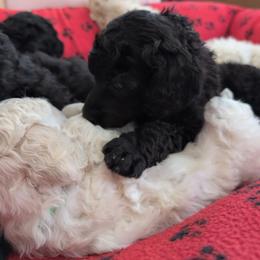 Brady - Silver female Poodle puppy in Killingly, Connecticut from Isfahel Kennels