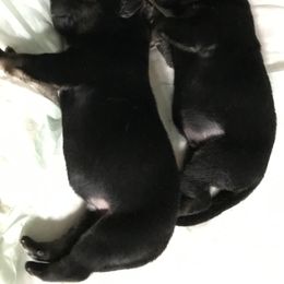 German Shepherd Puppies from Sandy’s Shepherds