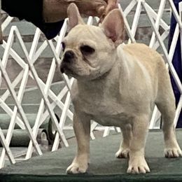 English Bulldog and French Bulldog Puppies from Benedict Family Frenchies, Bulldogs and Danes