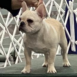 English Bulldog and French Bulldog Puppies from Benedict Family Frenchies, Bulldogs and Danes