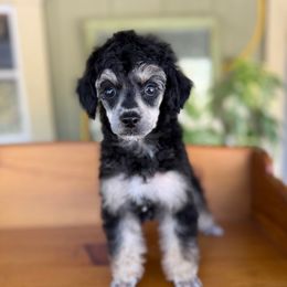 Halo - Phantom female Poodle puppy in Monetta, South Carolina from Moonrise Poodles