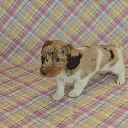 Dachshund Puppies from Newbern's Nuggets