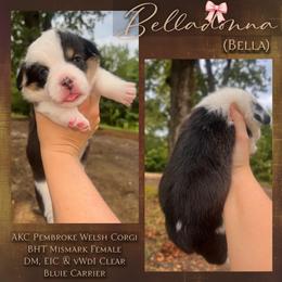 Belladonna (Bella) - Black and tan female Pembroke Welsh Corgi puppy in Benton, Arkansas from High Cotton Corgis